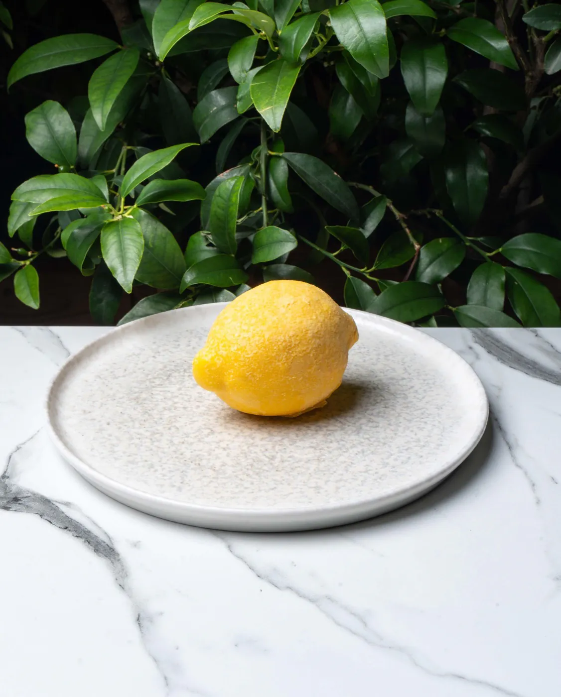 Lemon's Coffee — Limon Pasta, a cake that looks like a lemon, on the marble table in front of the lemon tree